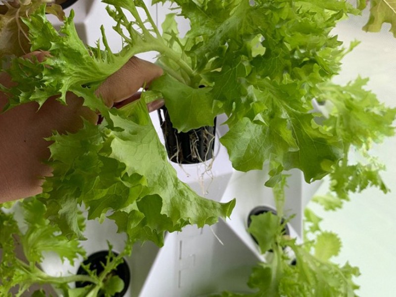 Hydroponik Pineapple Turm Tropfsystem - 8 Etagen für Gärtnern auf neuem Level – Bild 4